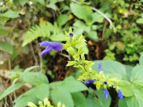 Salvia mexicana