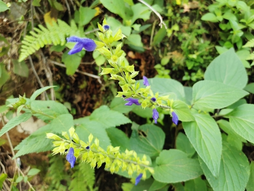 Salvia mexicana