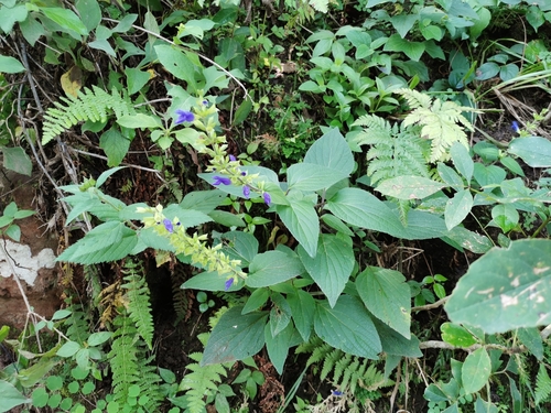 Salvia mexicana