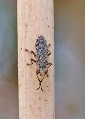 Euthycera