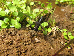 Erythrodiplax cleopatra