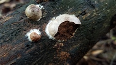 Lycogala flavofuscum