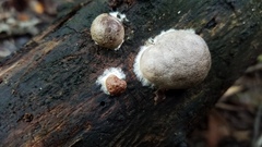 Lycogala flavofuscum