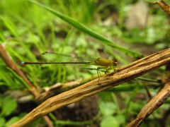 Ischnura capreolus