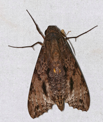 Isognathus swainsonii