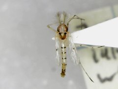 Coelotanypus concinnus