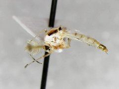 Coelotanypus concinnus