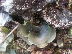 Arrhenieae