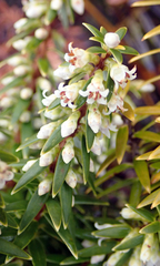 Leptecophylla robusta