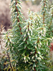 Leptecophylla robusta