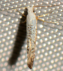 Argyresthia subreticulata