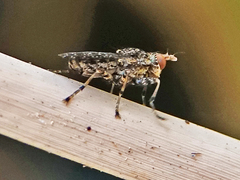Euthycera