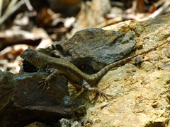Sceloporus nelsoni
