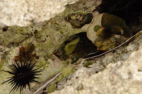 Notaulax occidentalis