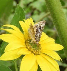 Syngrapha rectangula