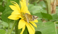 Syngrapha rectangula