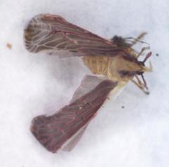 Anotia firebugia