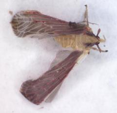 Anotia firebugia