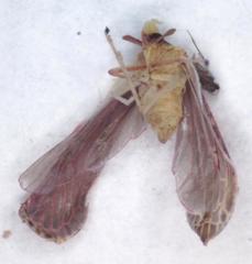 Anotia firebugia