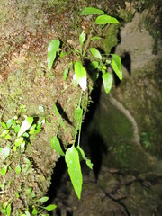 Asplenium lepidotum