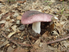 Russula atropurpurea