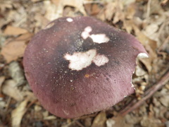 Russula atropurpurea