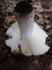 Russula atropurpurea