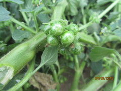 Solanum physalifolium