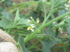 Solanum physalifolium
