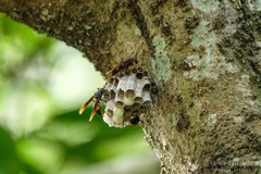 Polistes sagittarius