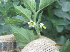 Solanum physalifolium