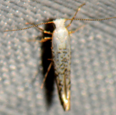 Argyresthia subreticulata