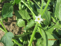 Solanum physalifolium