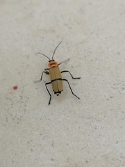 Chauliognathus nigrocinctus