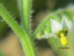 Solanum physalifolium
