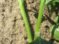 Solanum physalifolium