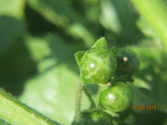 Solanum physalifolium