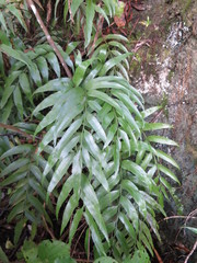 Asplenium lepidotum