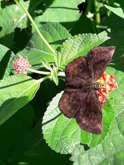 Pellicia
