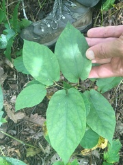 Endodeca serpentaria