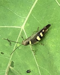 Apalacris varicornis