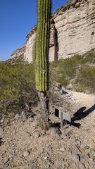 Trichocereus terscheckii