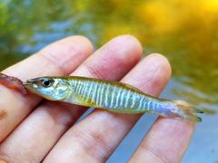 Fundulus diaphanus diaphanus