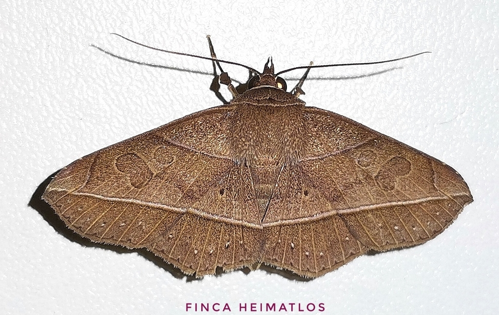 Sanys irrosea