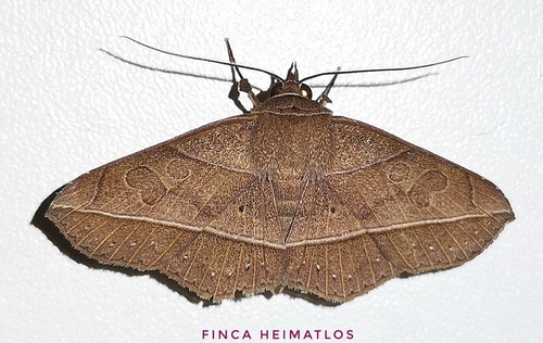 Sanys irrosea