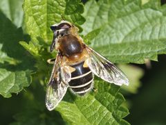 Eristalis jugorum