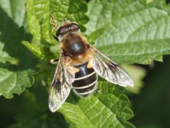 Eristalis jugorum