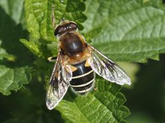 Eristalis jugorum