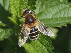 Eristalis jugorum