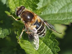 Eristalis jugorum